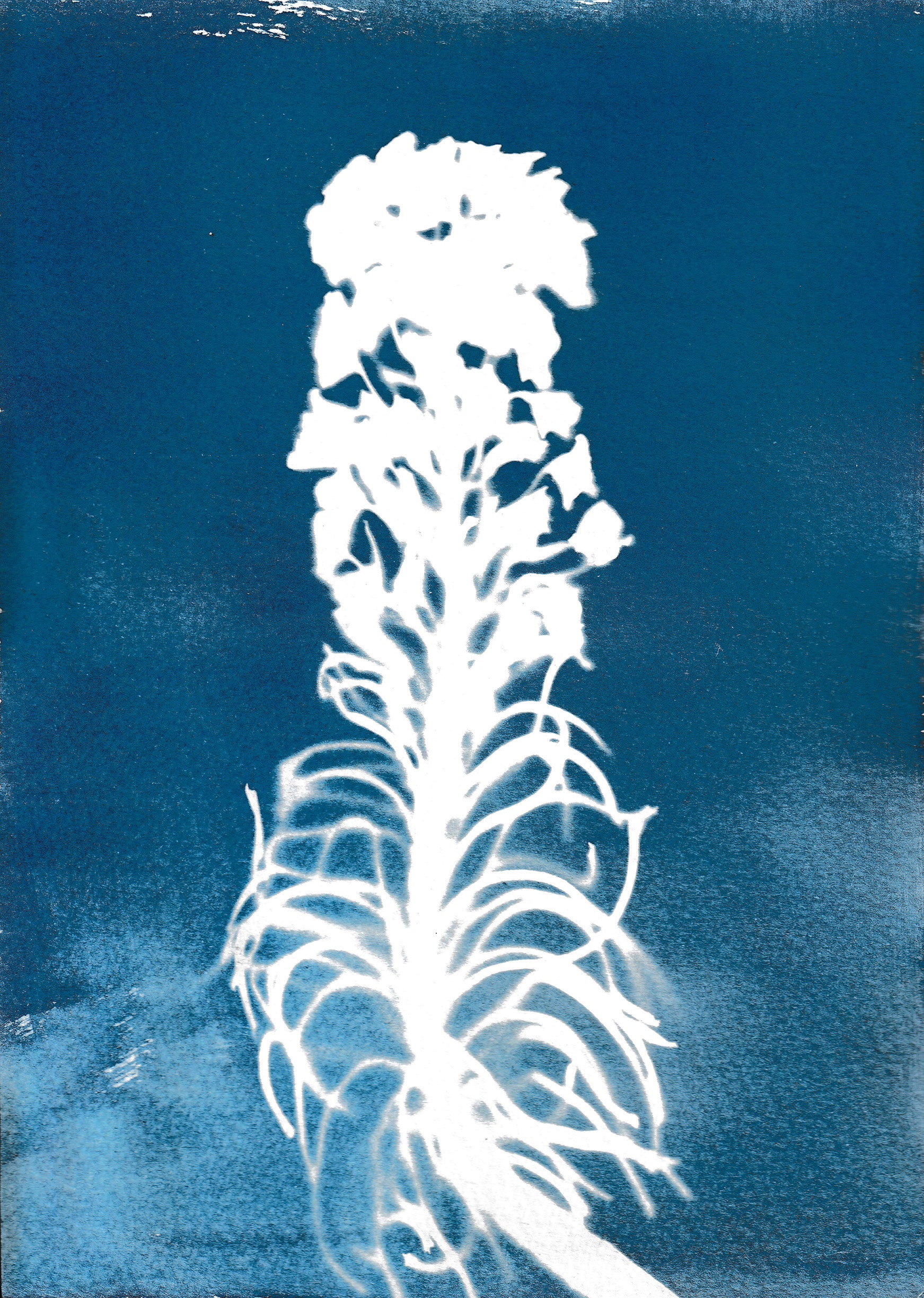 Flowers 4
