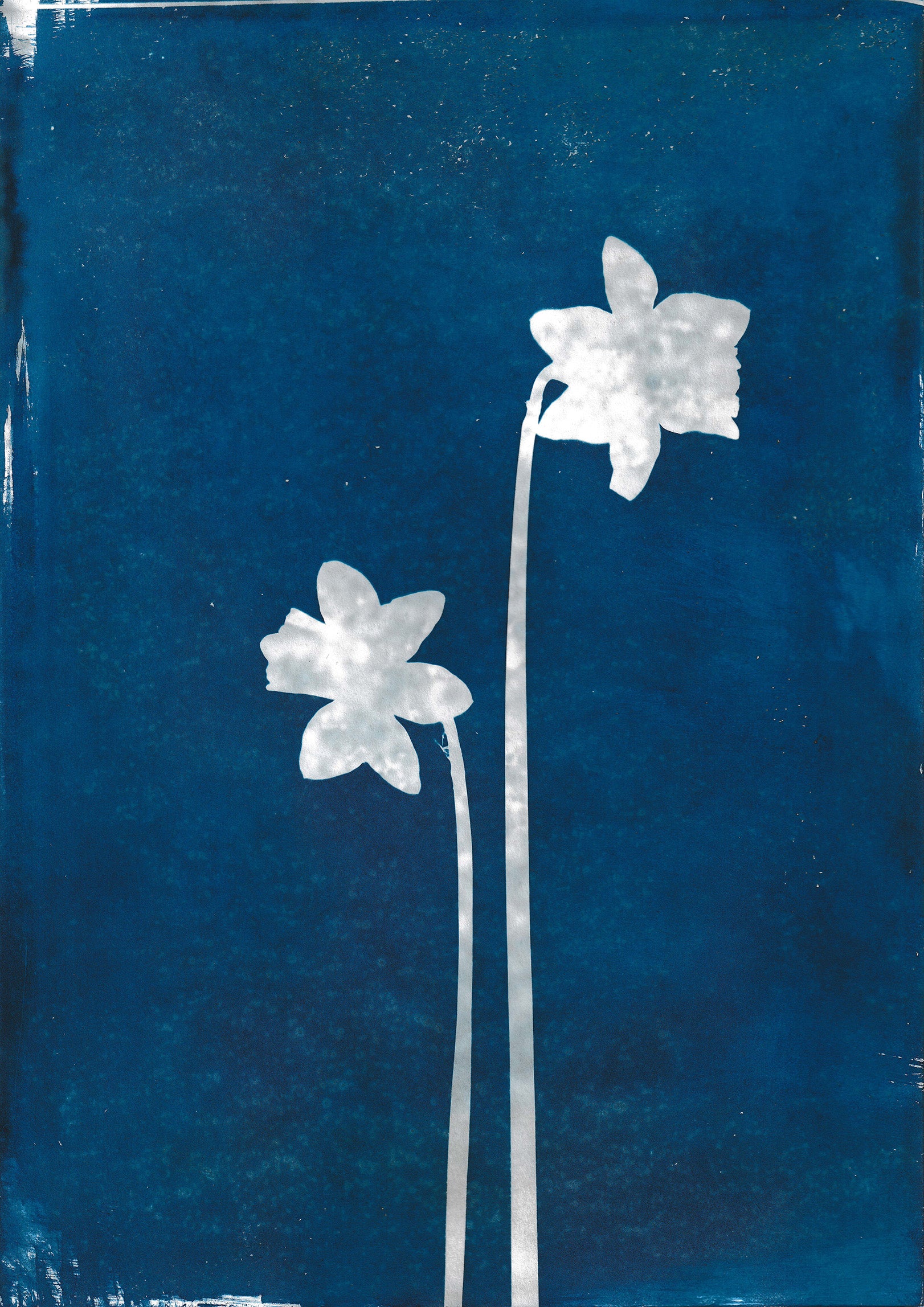 Flowers 5